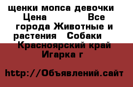 щенки мопса девочки › Цена ­ 25 000 - Все города Животные и растения » Собаки   . Красноярский край,Игарка г.